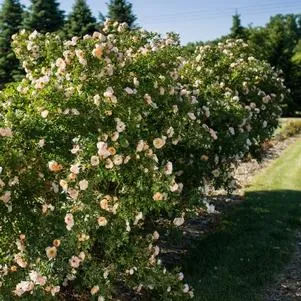 Above and Beyond™ Rose