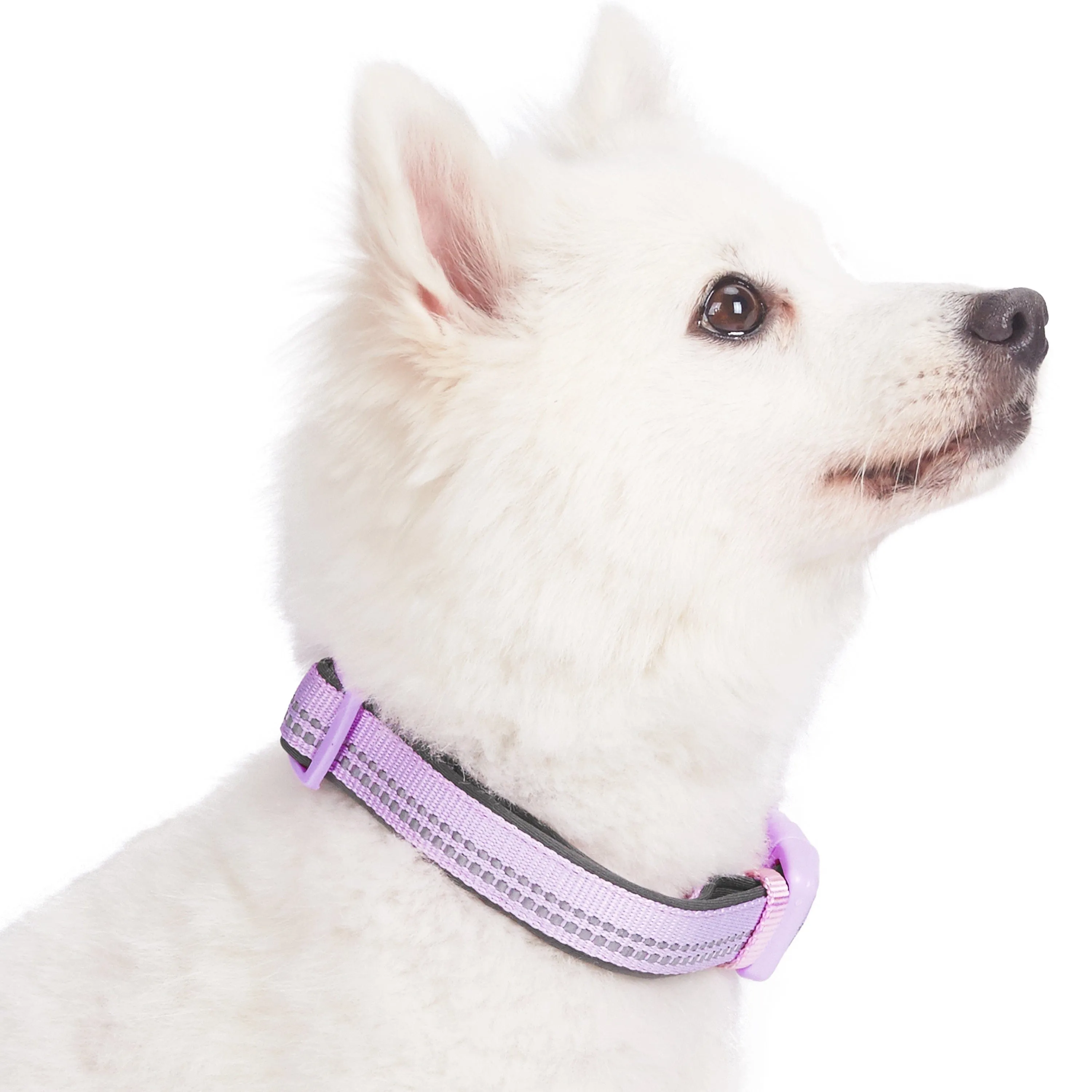 Reflective Hues of Spring | 3M Reflective Neoprene Padded Dog Collar