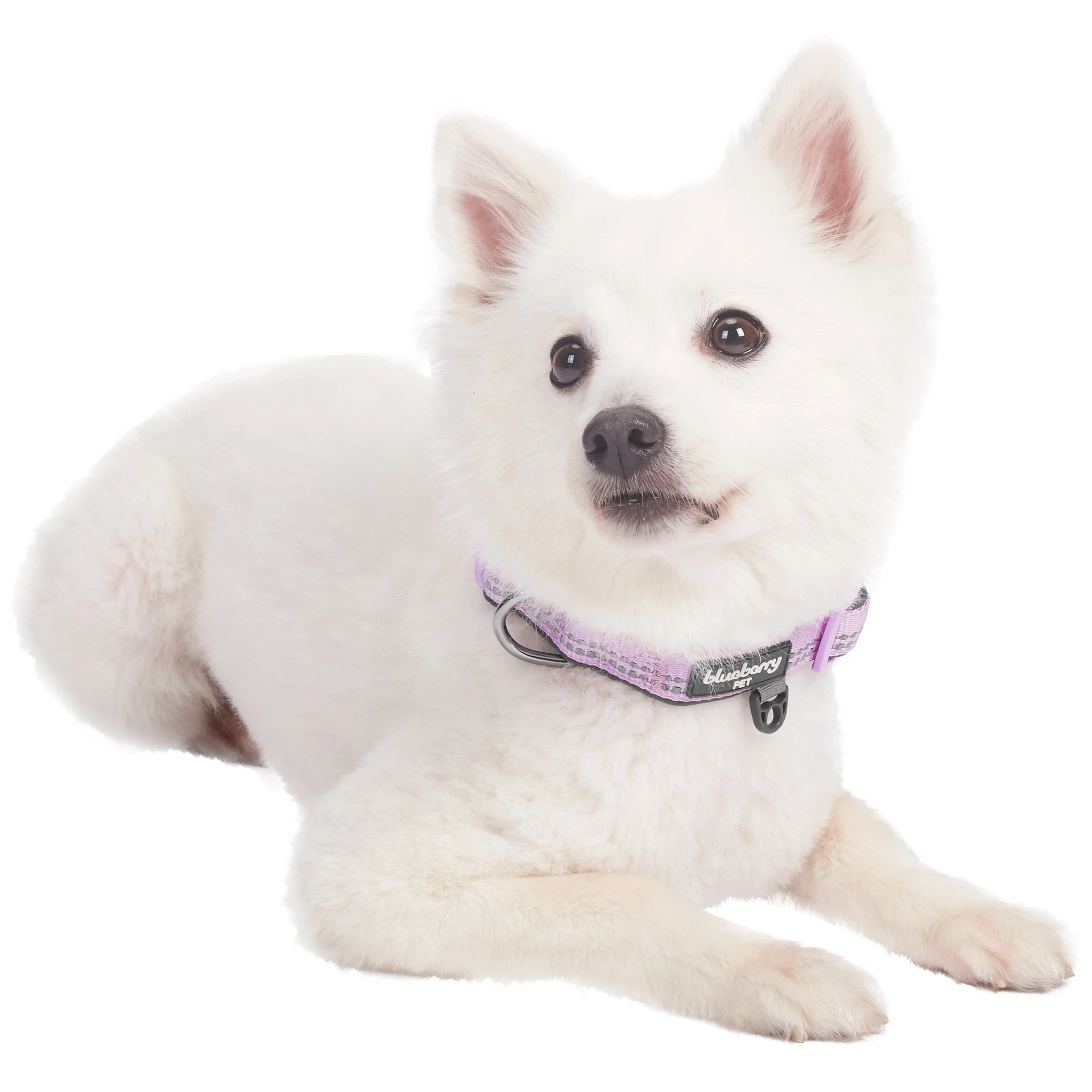 Reflective Hues of Spring | 3M Reflective Neoprene Padded Dog Collar