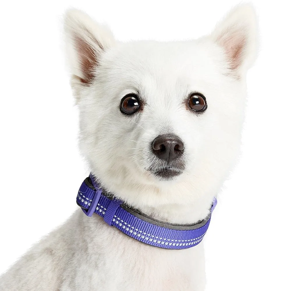Reflective Hues of Spring | 3M Reflective Neoprene Padded Dog Collar