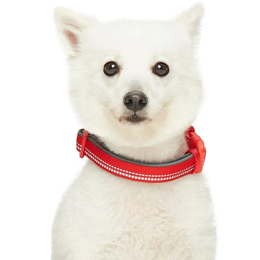 Reflective Hues of Spring | 3M Reflective Neoprene Padded Dog Collar