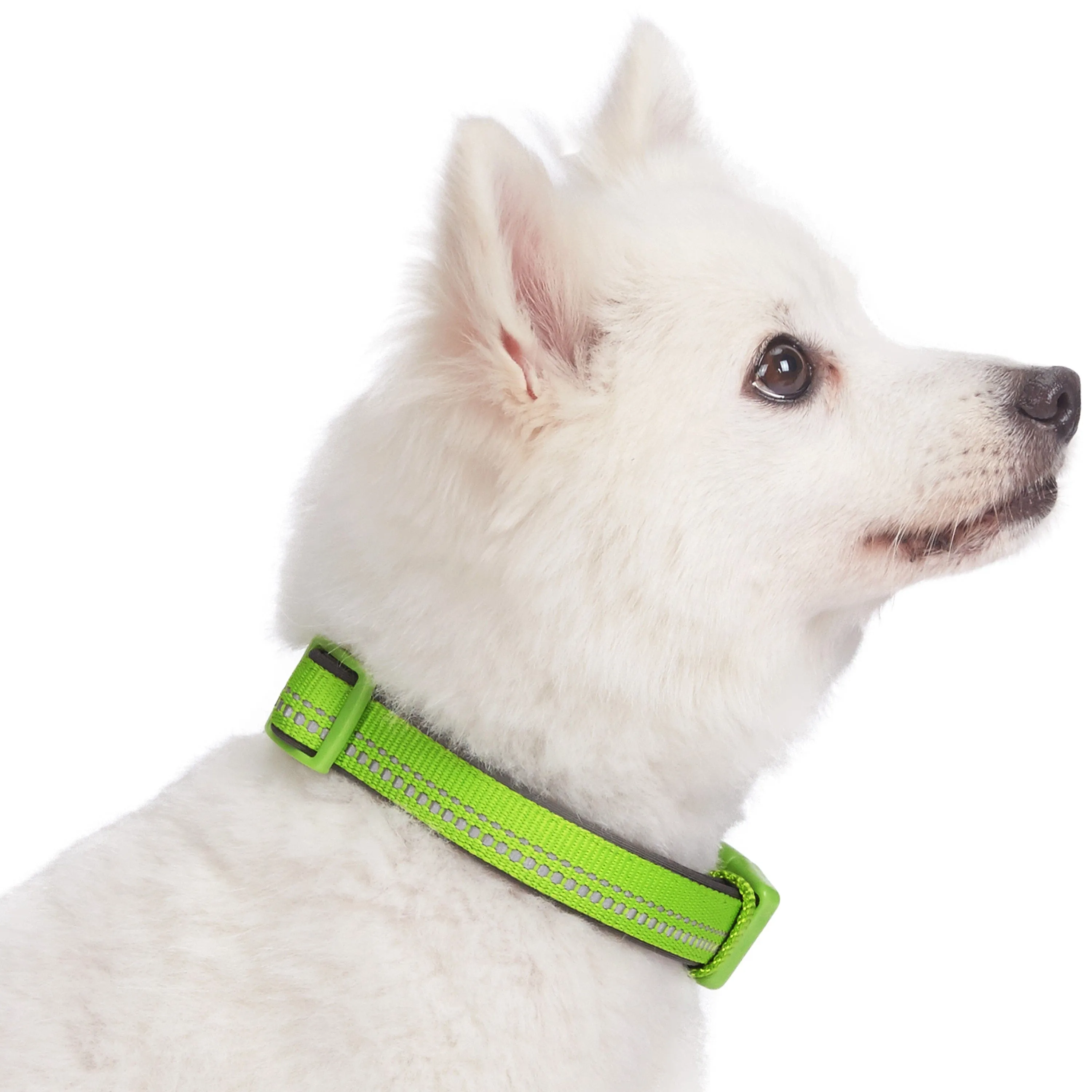 Reflective Hues of Spring | 3M Reflective Neoprene Padded Dog Collar