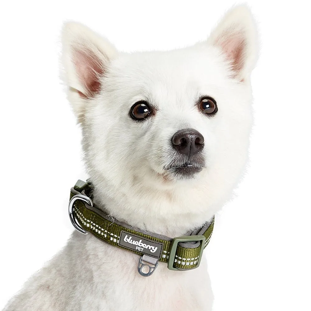 Reflective Hues of Spring | 3M Reflective Neoprene Padded Dog Collar