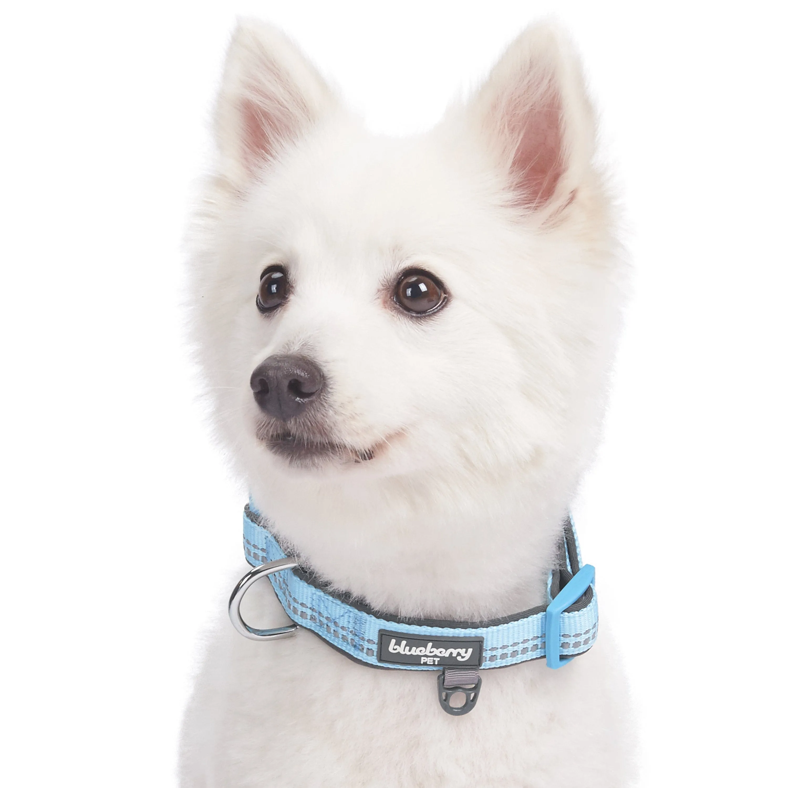 Reflective Hues of Spring | 3M Reflective Neoprene Padded Dog Collar