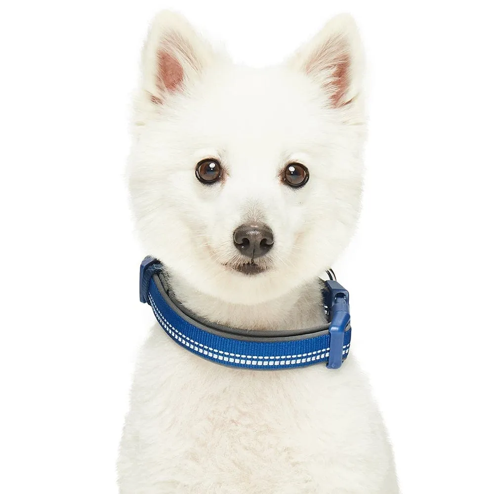 Reflective Hues of Spring | 3M Reflective Neoprene Padded Dog Collar