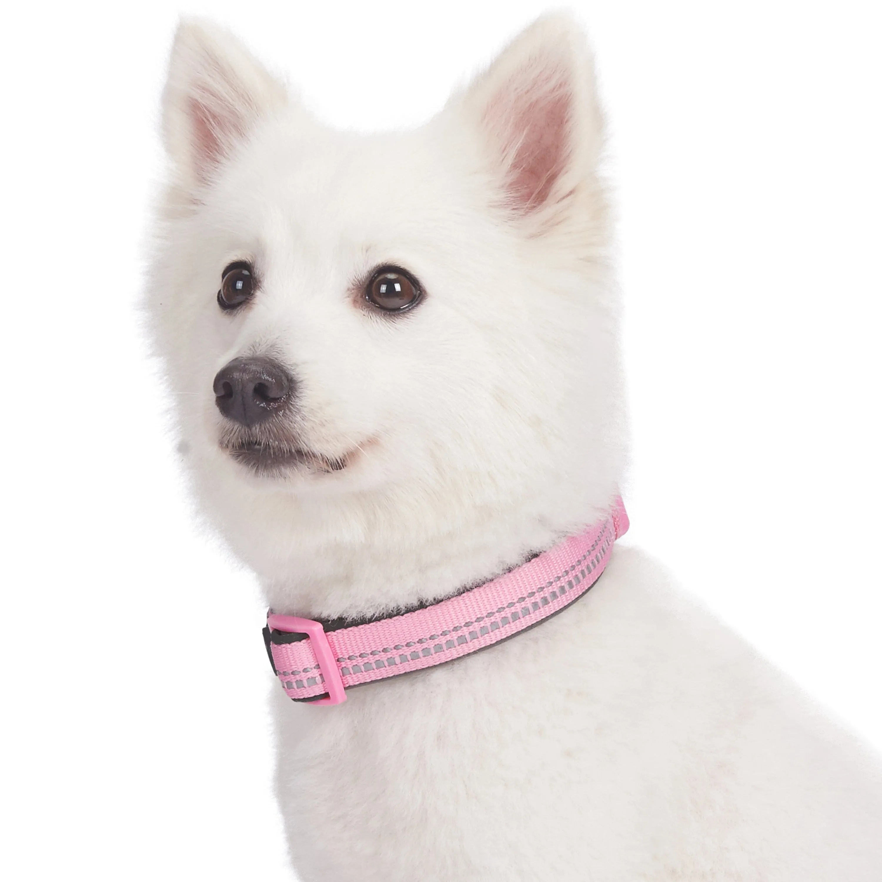 Reflective Hues of Spring | 3M Reflective Neoprene Padded Dog Collar