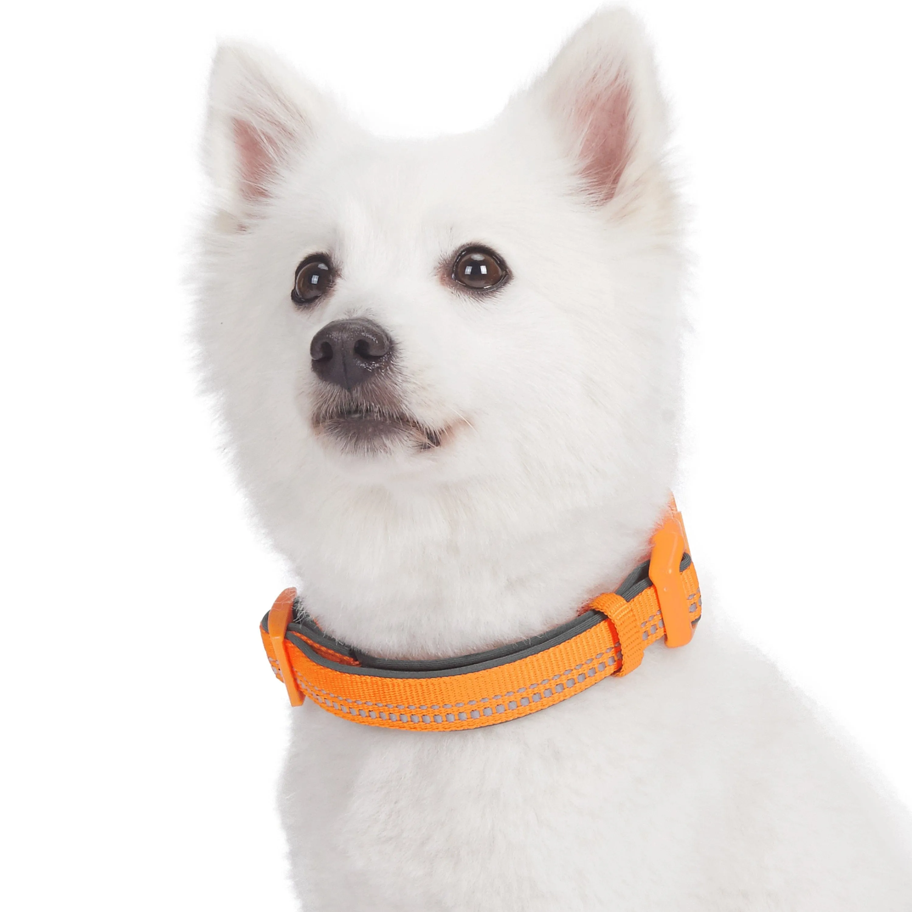 Reflective Hues of Spring | 3M Reflective Neoprene Padded Dog Collar