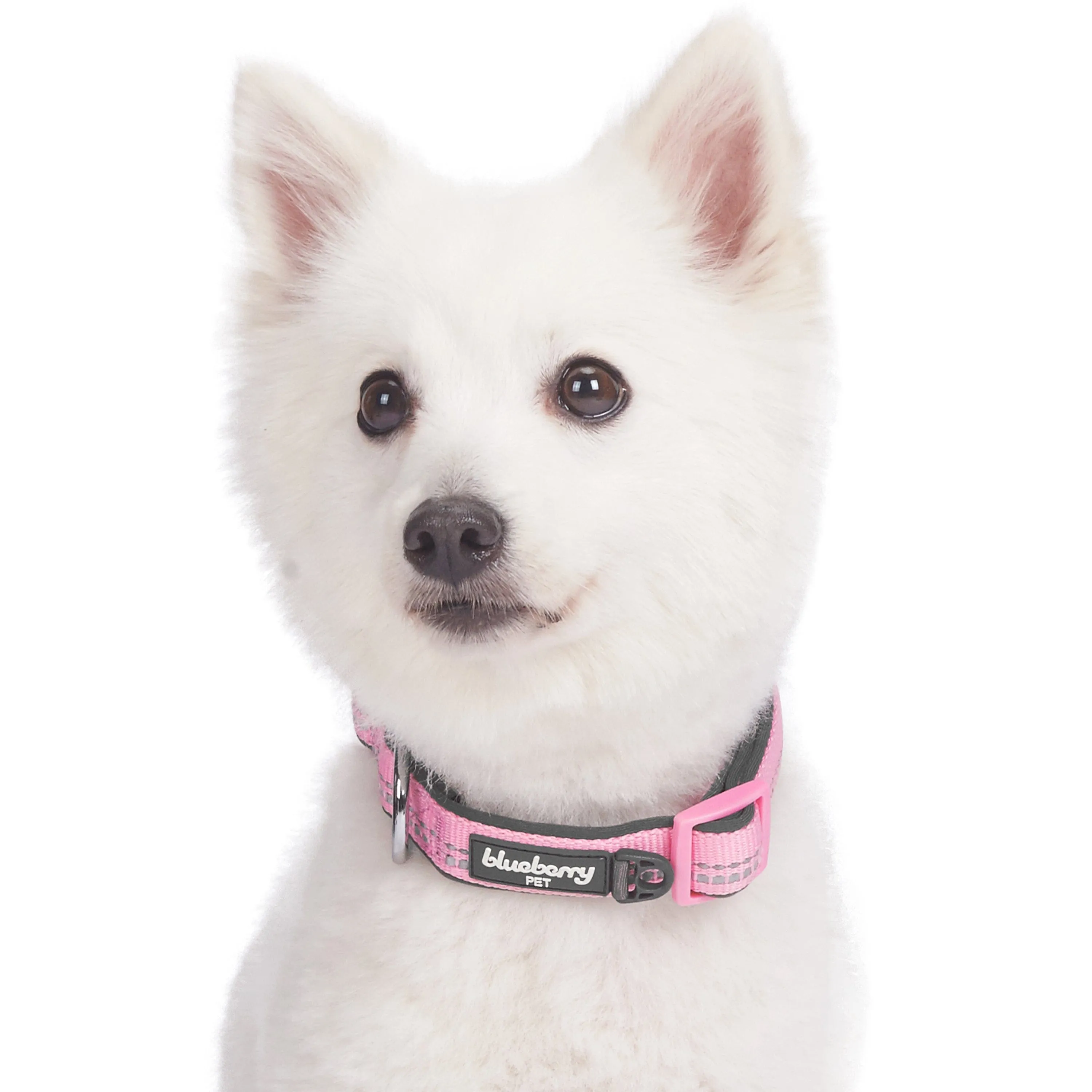 Reflective Hues of Spring | 3M Reflective Neoprene Padded Dog Collar
