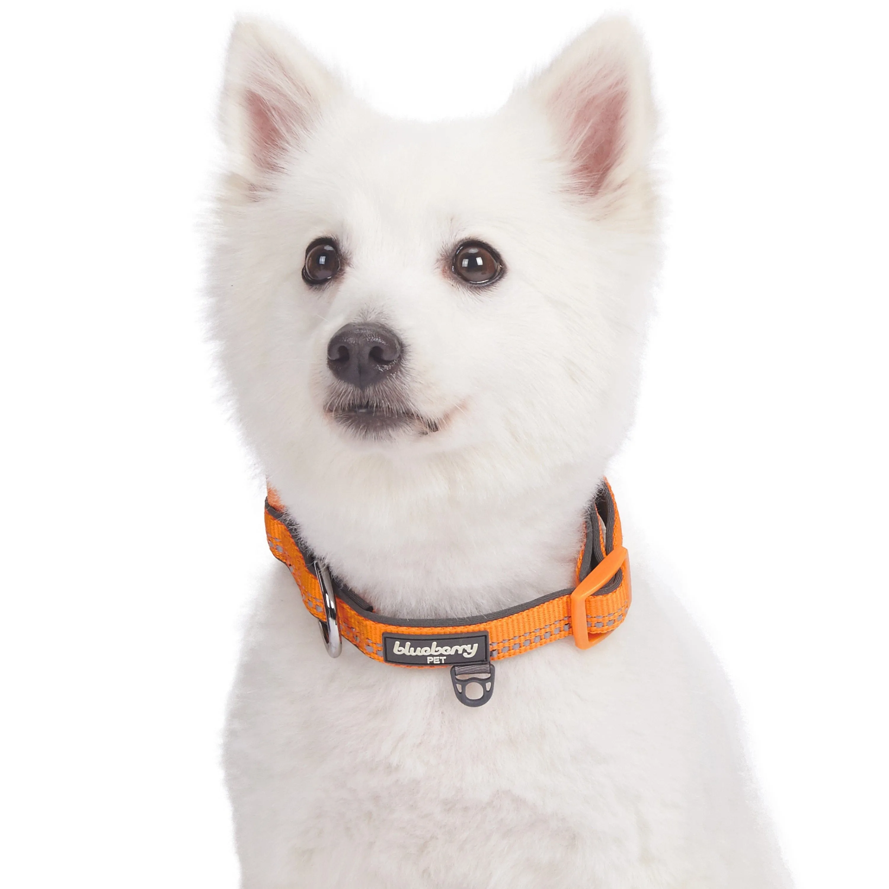 Reflective Hues of Spring | 3M Reflective Neoprene Padded Dog Collar